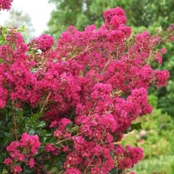 Tonto Crape Myrtle Tree -Garden-Plants Tonto Crape Myrtle 5 FGT