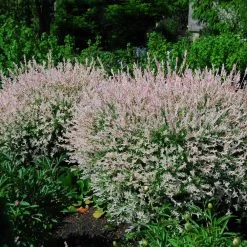 Tri-Color Dappled Willow -Garden-Plants Tri Color Willow Shrub 2