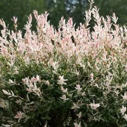 Tri-Color Willow Tree -Garden-Plants Tri color Willow 1 FGT 7d486ca6 2975 4fd2 8639 4e87e9aac05c