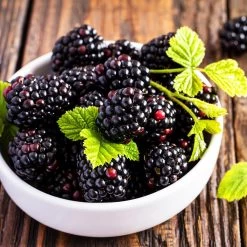 Triple Crown Blackberry Plant - USDA Organic -Garden-Plants Triple Crown Blackberry 2 f4c1707d 0278 4583 832b 171127df1ba2