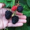 Triple Crown Blackberry Plant - USDA Organic 1 Triple Crown Blackberry Plant - USDA Organic -Garden-Plants Triple Crown Blackberry 600x600 4738c29c 5a3b 48de 9f14 21b727d2b5a2