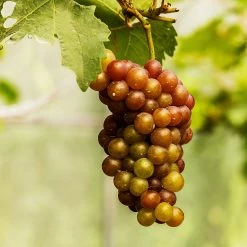 Triumph Muscadine Grapes 7 Triumph Muscadine Grapes -Garden-Plants Triumph Muscadine 1