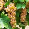 Triumph Muscadine Grapes -Garden-Plants Triumph Muscadine FGT 600x600 cfbb23d6 9d48 48f7 8c6d 1ded3a7ff912