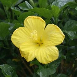 Yellow Tropical Hibiscus Tree 8 Yellow Tropical Hibiscus Tree -Garden-Plants Tropical Hibiscus Yellow 3