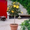 Yellow Tropical Hibiscus Tree 1 Yellow Tropical Hibiscus Tree -Garden-Plants Tropical Hibiscus Yellow FGT 600x600 fc3eae3c 4fde 45b0 8545 fdf2d03ffcb8