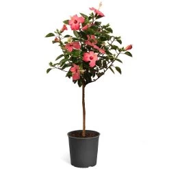 Pink Tropical Hibiscus Tree -Garden-Plants Tropical Pink Hibiscus 2