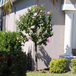 Pink Tropical Hibiscus Tree -Garden-Plants Tropical Pink Hibiscus 6