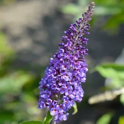True Blue Butterfly Bush (Tree Form) -Garden-Plants True Blue Butterfly 3 BB