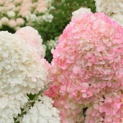 Vanilla Strawberry™ Hydrangea Shrub -Garden-Plants Vanilla Strawberry Hydrangea 2 FGT