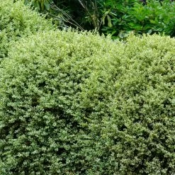 Variegated Boxwood Shrub -Garden-Plants Variegated Boxwood 1