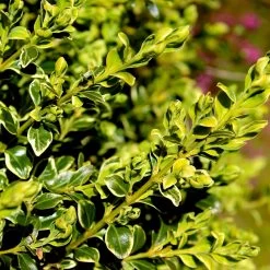 Variegated Boxwood Shrub -Garden-Plants Variegated Boxwood 4 FGT