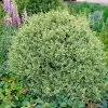 Variegated Boxwood Shrub -Garden-Plants Variegated Boxwood FGT 600x600 15885245 1f25 4136 b802 41814201f8b5