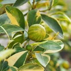 Pink Variegated Eureka Lemon Tree 9 Pink Variegated Eureka Lemon Tree -Garden-Plants Variegated Pink Eureka 5 573cd059 ea76 409f b647 54a956ae2fd7