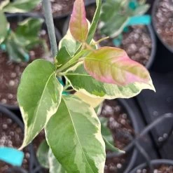 Pink Variegated Eureka Lemon Tree 13 Pink Variegated Eureka Lemon Tree -Garden-Plants Variegated Pink Eureka 7 056a21e5 a8ca 49f0 ab7f 8c763a03bbd9