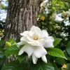 Gardenia 'Veitchii' Shrub -Garden-Plants Veitchii Gardenia FGT 600x600 682342a2 f824 4657 b803 57a8bc017673