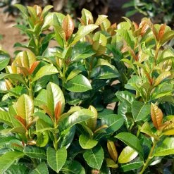 Volcano Cherry Laurel -Garden-Plants Volcano Laurel 3 FGT