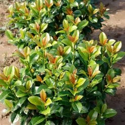 Volcano Cherry Laurel -Garden-Plants Volcano Laurel 4