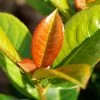 Volcano Cherry Laurel -Garden-Plants Volcano Laurel FGT 600x600 5b1227ca 084f 4e2e 90ae 343c02974e7c