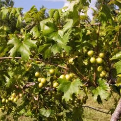 Wine Lover's Kit -Garden-Plants WIne Lovers Kit 2