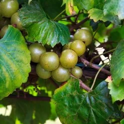 Wine Lover's Kit -Garden-Plants WIne Lovers Kit 3