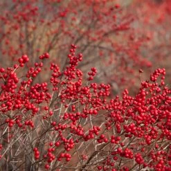 Winter Red Winterberry Holly Shrub -Garden-Plants WInter Red winterberry 1