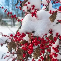 Winter Red Winterberry Holly Shrub -Garden-Plants WInter Red winterberry 3