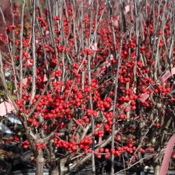 Winter Red Winterberry Holly Shrub -Garden-Plants WInter Red winterberry 3G
