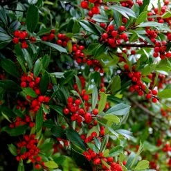 Winter Red Winterberry Holly Shrub -Garden-Plants WInter Red winterberry 6