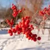 Winter Red Winterberry Holly Shrub 1 Winter Red Winterberry Holly Shrub -Garden-Plants WInter Red winterberry FGT 600x600 001b38bb 63bf 457e 9a8b 139728ed43c5