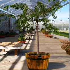 Weeping Extraordinaire™ Cherry Tree -Garden-Plants Weeping Extraordinaire Cherry 1