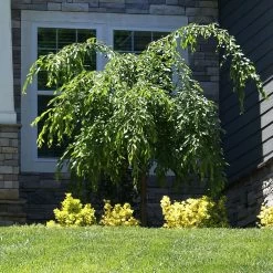 Weeping Extraordinaire™ Cherry Tree -Garden-Plants Weeping Extraordinaire Cherry 4