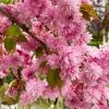 Weeping Extraordinaire™ Cherry Tree -Garden-Plants Weeping Extraordinaire Cherry 600x600 6db8ddad cd8c 43b7 9fde 4fb4a2d1ced2