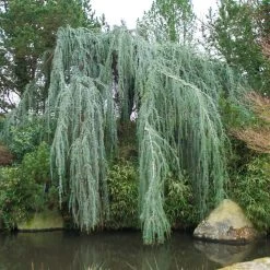 Weeping Blue Atlas Cedar Tree -Garden-Plants Weeping Blue atlas Cedar 1