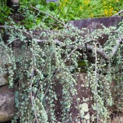 Weeping Blue Atlas Cedar Tree -Garden-Plants Weeping Blue atlas Cedar 5 FGT