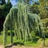Weeping Blue Atlas Cedar Tree -Garden-Plants Weeping Blue atlas Cedar FGT 600x600 620d59be 203f 4004 b56d 59c520d54305
