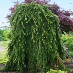 Weeping Norway Spruce Tree -Garden-Plants Weeping Norway SPruce 2