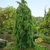 Weeping Norway Spruce Tree 2 Weeping Norway Spruce Tree -Garden-Plants Weeping Norway SPruce FGT 600x600 d111cbd0 5666 4827 8dfd af7284e7506e