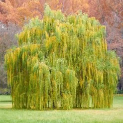Weeping Willow 11 Weeping Willow -Garden-Plants Weeping Willow 11 FGT