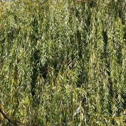 Weeping Willow 12 Weeping Willow -Garden-Plants Weeping Willow 13