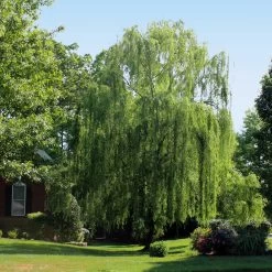 Weeping Willow 10 Weeping Willow -Garden-Plants Weeping Willow 2 FGT