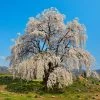 Weeping Yoshino Cherry Tree -Garden-Plants Weeping Yoshino Cherry 600x600 a651f7d0 537b 4dfb 8619 ebabb2d54c44