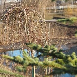 Weeping Pussy Willow -Garden-Plants Weeping pussy willow 1