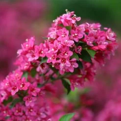 Sonic Bloom® Weigela Shrub -Garden-Plants Weigela Sonic Bloom Pink 2 FGT