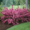 Sonic Bloom® Weigela Shrub -Garden-Plants Weigela Sonic Bloom Pink FGT 600x600 b76c560e 7c40 440b 8368 37b9949f794e