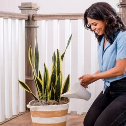 Air-Purifying House Plant Kit -Garden-Plants Whie Watering Can 2 af5196b4 a77c 4b15 b895 8aae9ad1b861