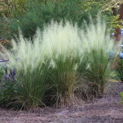 White Cloud Muhly Grass -Garden-Plants White Cloud Muhly Grass 4 FGT
