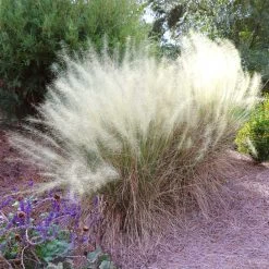 White Cloud Muhly Grass -Garden-Plants White Cloud Muhly Grass 5 FGT