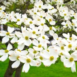 White Dogwood -Garden-Plants White Dogwood 19 FGT