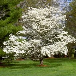 White Dogwood -Garden-Plants White Dogwood 7 FGT