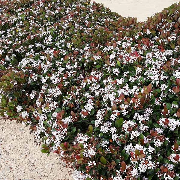 Snow White Indian Hawthorn Shrub 3 Snow White Indian Hawthorn Shrub